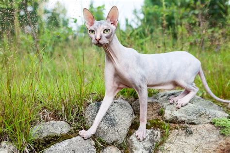 12 Strange Looking Cat Breeds With Pictures Pet Keen