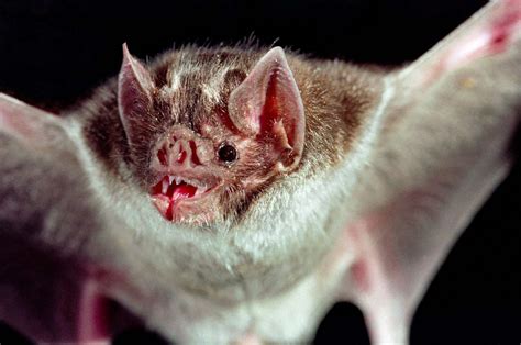 Scientists Prepare For Vampire Bat Invasion In Us