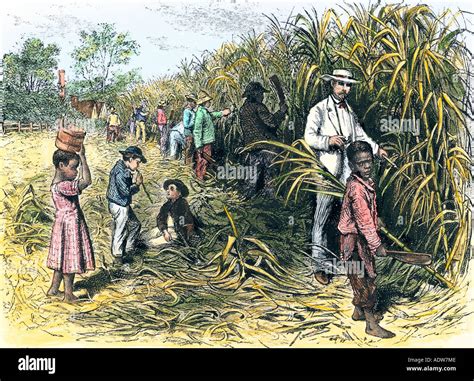 Overseer With African American Field Hands Cutting Sugar Cane 1800s