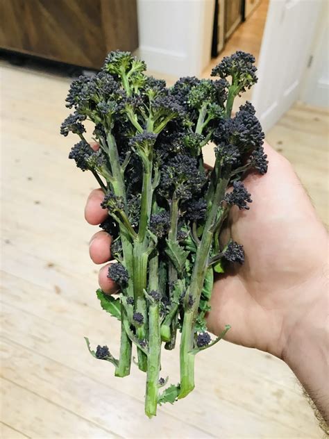 How To Grow Organic Purple Sprouting Broccoli And Cook It Jack