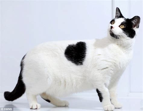 20 Photos Of Unique Cat Fur Patterns Catman