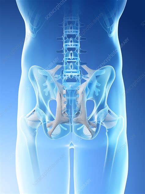 Male Hip Bones Illustration Stock Image F0266156 Science Photo