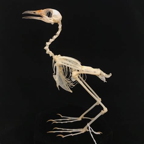 Charming White Breasted Waterhen Skeleton 10 Available At Natur