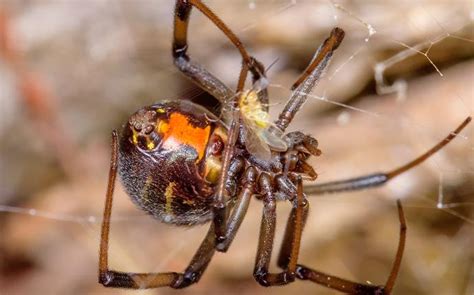 Blog The Brown Widow Spider Take Over