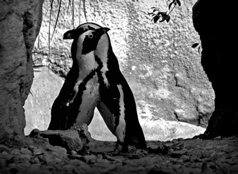 Beautiful Black And White Photography Of Animals Hongkiat