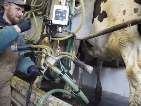 Stress Curdles Idyllic Pa Farm Life Especially For Dairy Farmers