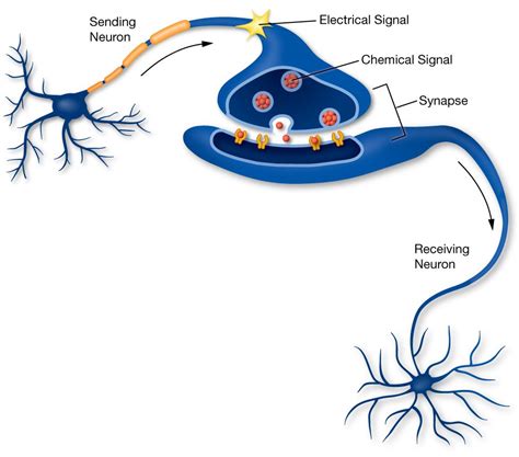 Neurons Transmit Messages In The Brain