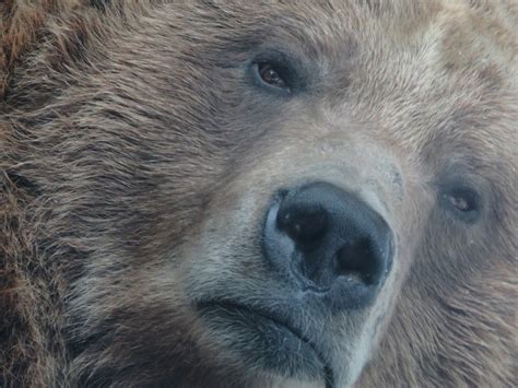 Grizzly Bear Portrait Zoochat