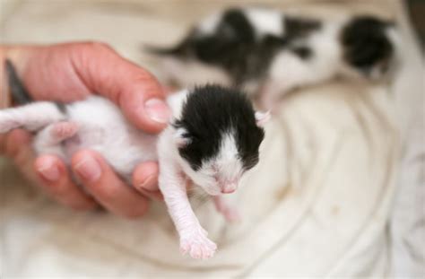 Newborn Kitten Pictures To Color Lost Newborn Kitten Stunned His