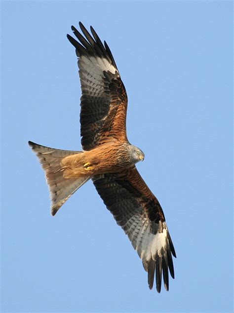 A Conservation Success Story Red Kites Thrive In Britain 13 Years