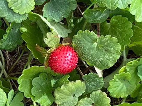 Weeds That Look Like Strawberry Plants The Book Of Weeds