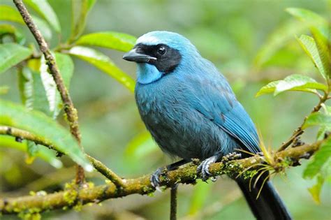 Turquoise Jay Exclusively In South America Pretty Birds Beautiful
