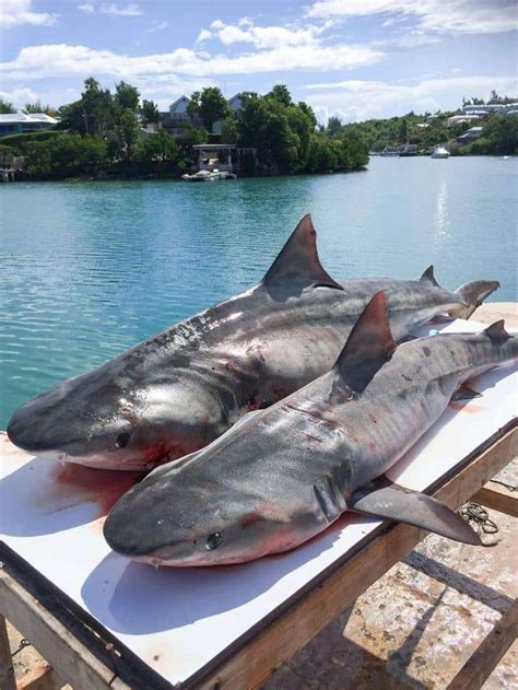 Appeal To End Shark Fishing The Royal Gazette Bermuda News