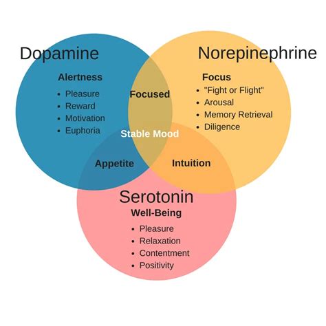 Serotonin And Dopamine Mood Hormones Picture Image Search Results