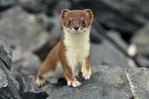 Picture Of A Weasel Animal Pictures Stock Photos Pictures And Royalty