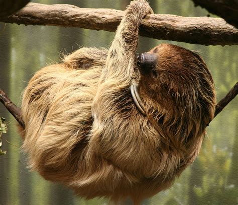 Southern Two Toed Sloth Animals Wiki Fandom