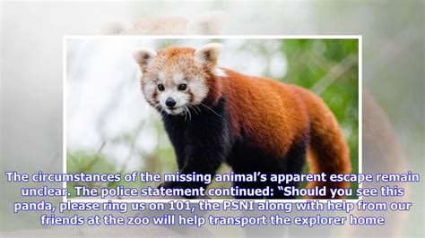 Endangered Red Panda Missing In Belfast Youtube