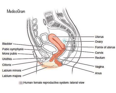 Human Female Reproductive System Lateral View Medizzy