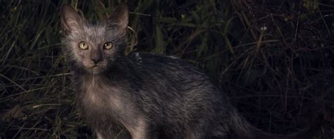 Werewolf Cats Existand You Can Own One Abc News