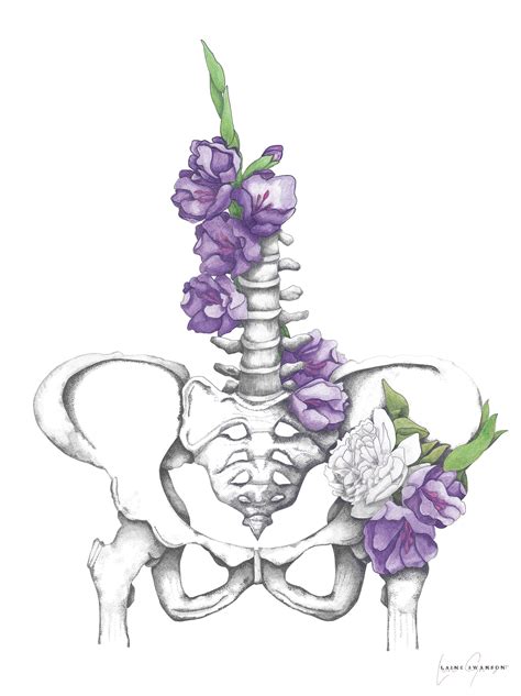 Pelvis And Spine Anatomy Drawing With Peony And Gladioli Flowers