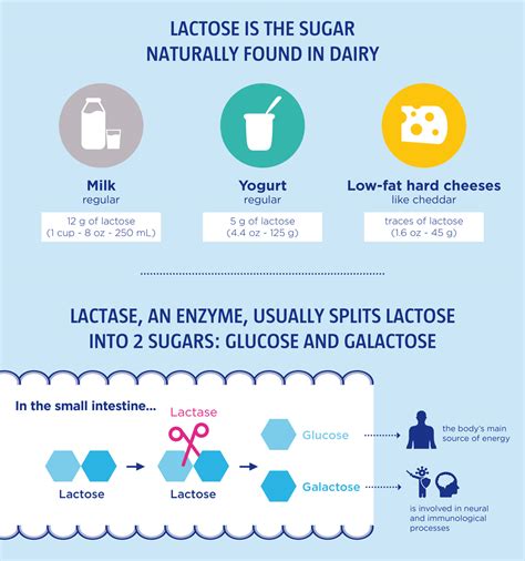 Lactose Is The Sugar Naturally Found In Dairy Yogurt In Nutrition