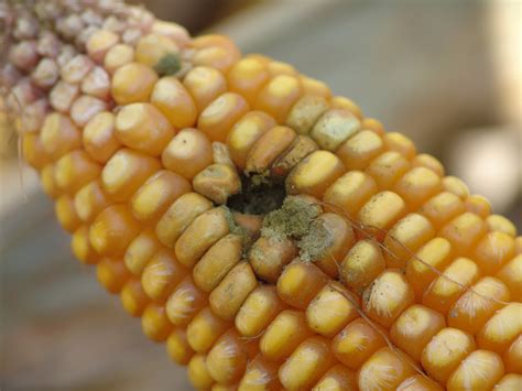 Ear And Stalk Rot Diseases Becoming More Common In Corn Fields