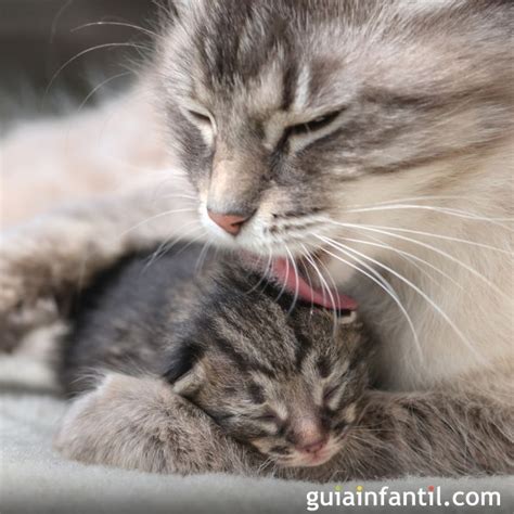 Mamá Gata Lamiendo A Su Gatito Instinto Maternal De Los Animales