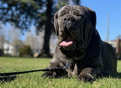 45 Most Expensive Dog Breeds The Insane Prices Of Dogs