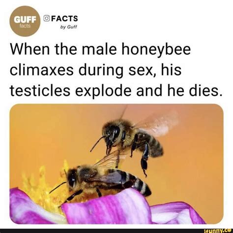 Acts Facts By Guff By Guff When The Male Honeybee Climaxes During Sex His Testicles Explode And