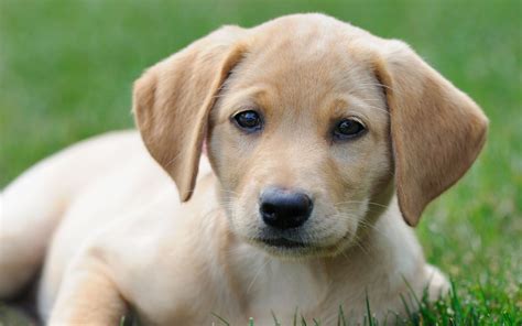 Labrador retriever dogs & puppies in uk. America's Favorite Dog Breeds: Labrador Retrievers Top the ...