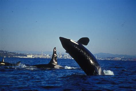 Dolpins Seattle Puget Sound Orca Breaching Near J1 In Seattle By