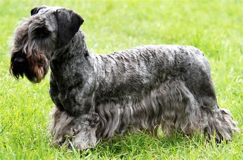 Cesky Terrier Dog Breed Information And Images K9 Research Lab