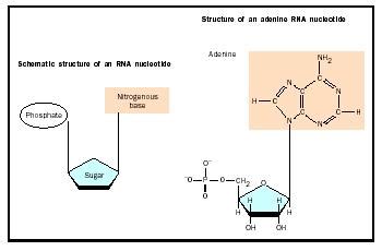 RNA - Biology Encyclopedia - body, different, organisms ...