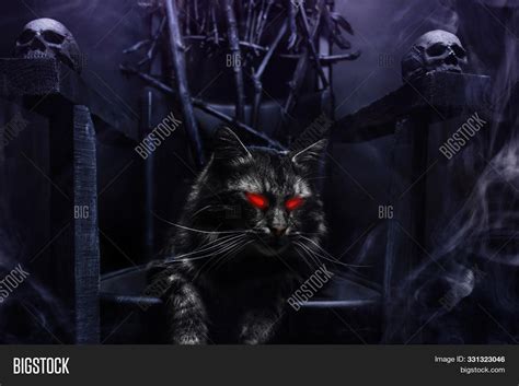 Close Photo Evil Cat Image And Photo Free Trial Bigstock