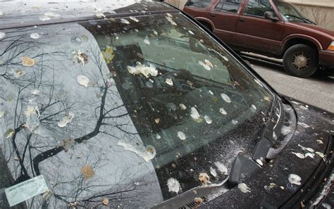 How To Remove Bird Poop From Your Cars Surface Auto Detailing
