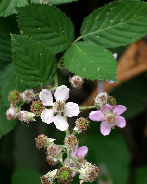 Seinet Portal Network Rubus Discolor