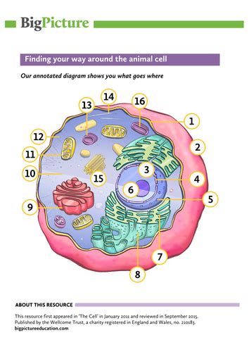 We did not find results for: Labelled and annotated colour animal cell diagram for KS5 ...