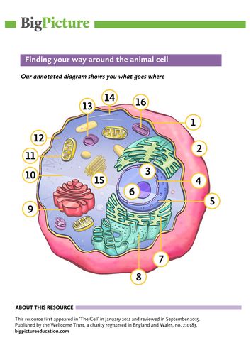 Animal cell culture is the process of culturing animal cells extracted from tissues or organs under in vitro aseptically controlled laboratory primary culture involves culturing of cells removed surgically from an animal tissue. Labelled and annotated colour animal cell diagram for KS5 ...