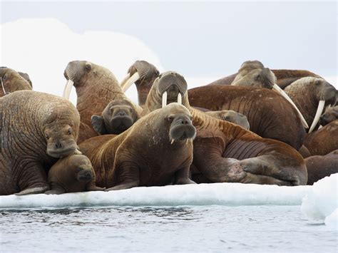 On Thin Ice Walruses Threatened After Us Declines To List As