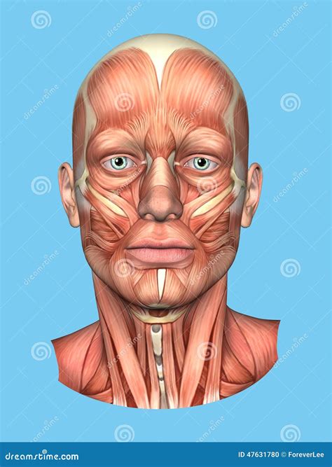 Anatomy Front View Of Major Face Muscles Of A Man Stock Photo