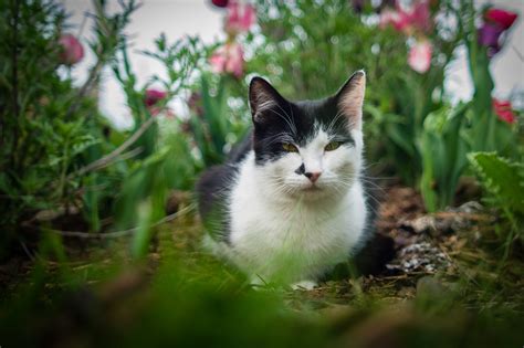 So, what can you do to keep your cats out of your indoor plants? 10 Ways to Keep Cats Out of Your Yard