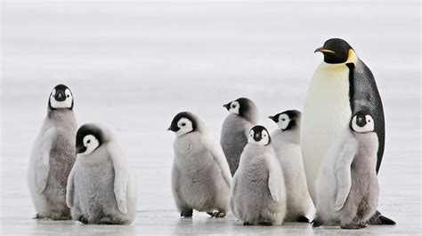15 Cosas Que No Sabías Sobre Los Pingüinos Hogarmania