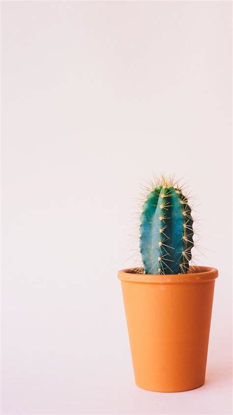 Minimalist Cactus Iphone Wallpapers Top Hình Ảnh Đẹp