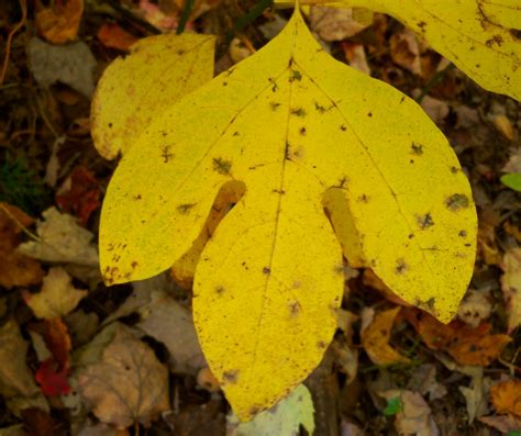 Sassafras Tree Of Teas Leaves And Mysteries Wildlife Leadership