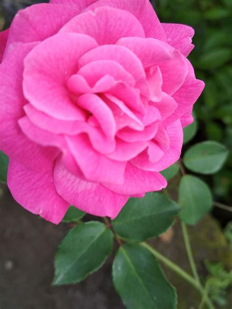 Tak hanya itu saja, bunga matahari juga memiliki beberapa filosofi yang indah, lho. Filosofi Kata Kata Bunga Mawar - Mawar Ku