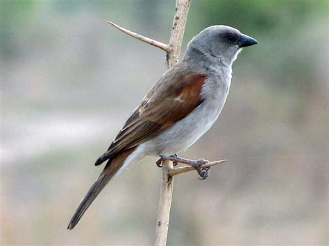 Northern Gray Headed Sparrow Beautiful Birds Sparrow Passerine Bird