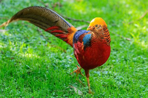 The Facts And Information Of Golden Pheasant Charismatic Planet