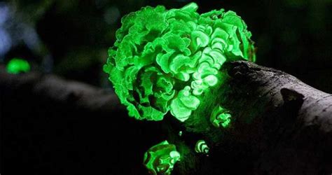 6 Bioluminescent Organisms That Almost Look Unreal