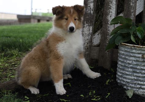 Akc Registered Collie Lassie For Sale Fredericksburg Oh Female Sad