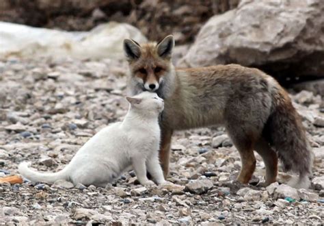 This Cat And Fox Are Simply The Best Of Friends Unusual Animal